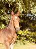 Colt New Forest For sale 2025 Buckskin