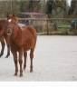 Mare New Forest For sale 2025 Chesnut