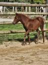 Filly New Forest For sale 2025 Chesnut