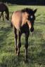 Colt Arabian For sale 2025 Grey