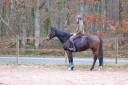 Gelding Thoroughbred For sale 2020 Bay
