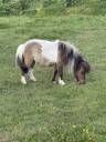 Mare Shetland Pony For sale 2022 Coloured