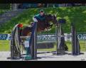 Stallion Welsh Pony (Section D), Welsh Cob For sale 2017 Dark Bay