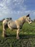 Gelding Other Pony Breed For sale 2023 Coloured