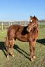 Filly French Saddle Pony For sale 2025 Chesnut