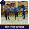 Mare Thoroughbred For sale 2022 Bay