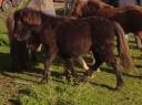 Filly Origin Recorded For sale 2025 Black