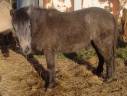 Mare Origin Recorded For sale 2024 Grey