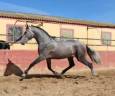 Entire PRE Pure Spanish Bred For sale 2022 Grey