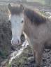 Colt New Forest For sale 2025 Buckskin