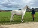 Gelding Lipizzan, Lipizzaner For sale 2014 White