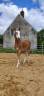 Filly French Saddle Pony For sale 2025 Chesnut