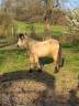 Filly New Forest For sale 2025 Buckskin