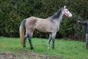 Mare Zangersheide For sale 2022 Grey