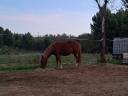 Gelding New Forest For sale 2022 Chesnut