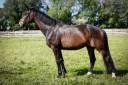 Gelding KWPN Dutch Warmblood For sale 2020 Dark Bay