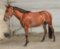 Mare sBs Belgian Warmblood For sale 2022 Bay