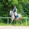 Mare French Saddle Pony For sale 2016 Grey
