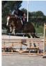 Gelding Origin Recorded For sale 2021 Chesnut