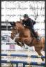 Gelding Selle Fran&ccedil;ais For sale 2020 Chesnut