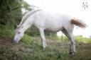 Filly PRE Pure Spanish Bred For sale 2024 Cream