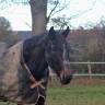 Mare French Trotter For sale 2017 Black