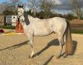Gelding Zangersheide For sale 2020 Grey