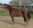 Mare Welsh Pony (Section B) For sale 2021 Liver chestnut