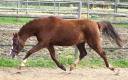 Mare Welsh Pony (Section B) For sale 2021 Liver chestnut