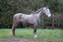 Gelding Origin Recorded For sale 2022 Grey