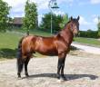 Stallion Lusitano For sale 2018 Bay