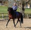 Stallion Lusitano For sale 2018 Bay