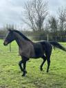 Gelding English Thoroughbred For sale 2022 Dark Bay