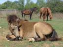 Colt Welsh Part Bred For sale 2025 Buckskin
