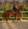 Gelding Selle Fran&ccedil;ais For sale 2021 Chesnut