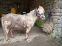 Gelding Shetland Pony For sale 2013 Chesnut