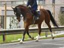 Gelding BWP Belgian Warmblood For sale 2011 Bay