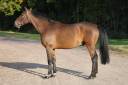 Gelding Selle Fran&ccedil;ais For sale 2019 Bay
