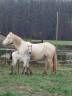 Colt Connemara For sale 2026 Buckskin