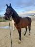 Entire KWPN Dutch Warmblood For sale 2024 Dark Bay