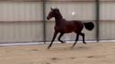 Entire KWPN Dutch Warmblood For sale 2024 Dark Bay