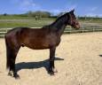 Entire KWPN Dutch Warmblood For sale 2024 Dark Bay