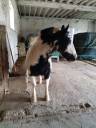 Gelding Other Pony Breed For sale 2003 Coloured