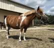 Mare No Origin Recorded For sale 2010 Coloured