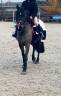 Gelding Connemara For sale 2013 Black