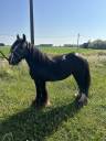 Mare Origin Recorded For sale 2020 Black