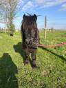 Mare Shetland Pony For sale 2014 Black