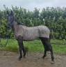 Mare Thoroughbred For sale 2023 Bay