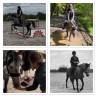 Mare No Origin Recorded For sale 2019 Grey
