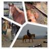 Mare No Origin Recorded For sale 2019 Chesnut